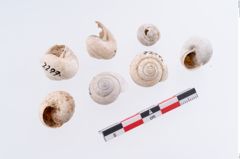 Foto von Schneckengehäuse (NHMW-PRAE-002299a)